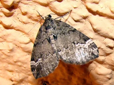 Perizoma lugdunaria