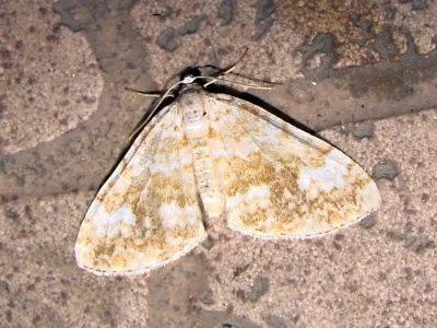 Perizoma flavofasciata