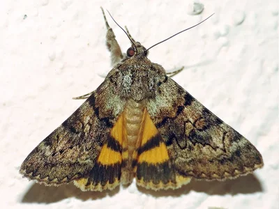 Catocala nymphagoga