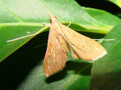 Antigastra catalaunalis