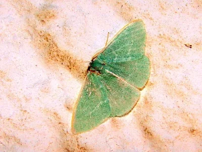 Phaiogramma etruscaria