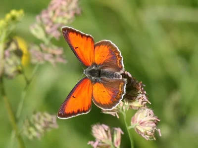 Lycaena (Heodes) candens