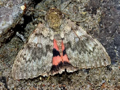Catocala elocata
