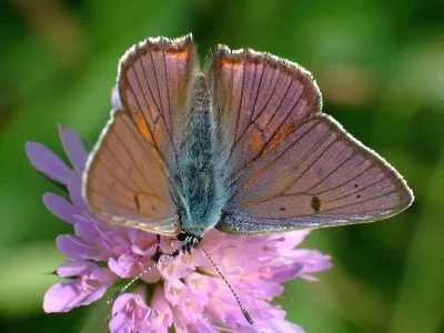 Lycaena (Thersamolycaena) alciphron