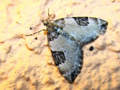 Thera vetustata