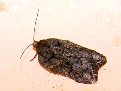Acleris maccana