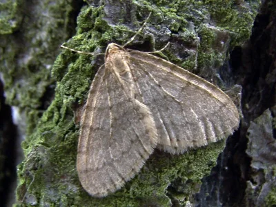 Operophtera brumata