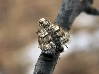 Operophtera fagata