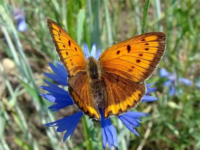 Lycaena (Heodes) virgaureae