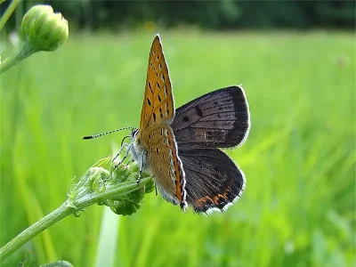 Lycaena (Helleia) helle