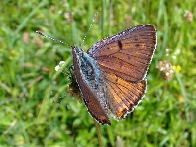 Lycaena (Thersamolycaena) alciphron