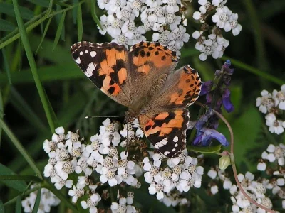 Vanessa cardui