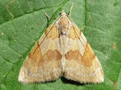 Pennithera firmata