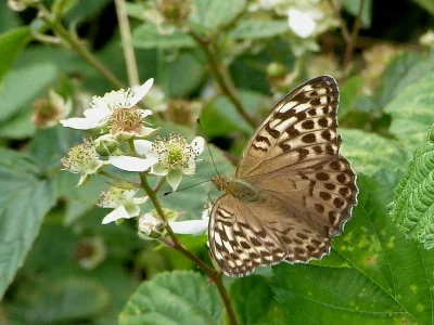 Argynnis (Argynnis) paphia
