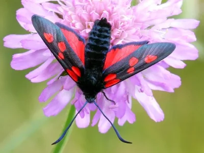Zygaena (Zygaena) lonicerae