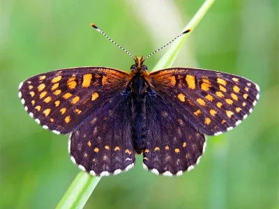 Melitaea diamina