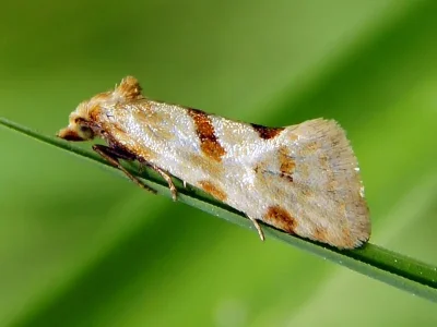 Aethes smeathmanniana