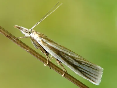 Crambus perlella