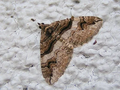 Pareulype berberata