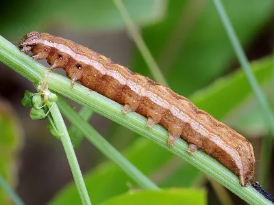 Dypterygia scabriuscula