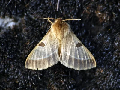 Lemonia balcanica