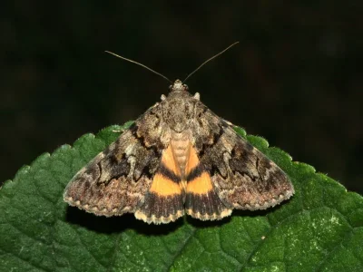 Catocala nymphagoga