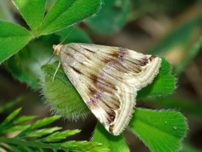 Eublemma (Eublemma) ostrina