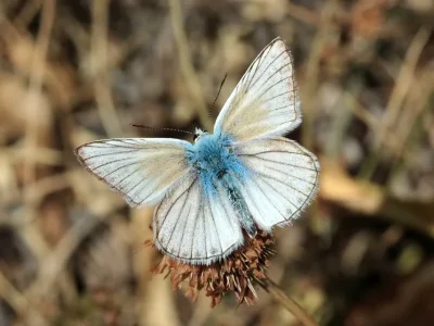 Polyommatus (Agrodiaetus) virgilia