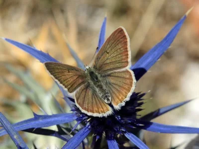 Polyommatus (Agrodiaetus) virgilia