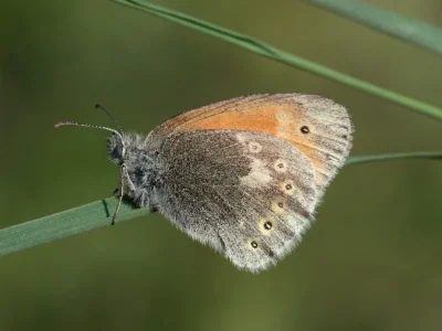 Coenonympha rhodopensis