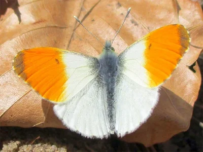 Anthocharis (Anthocharis) cardamines