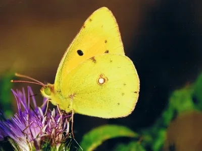 Colias croceus