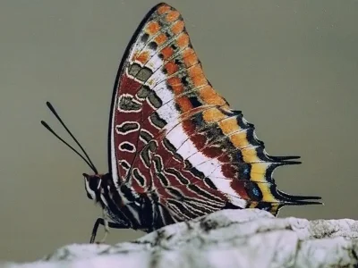 Charaxes (Charaxes) jasius