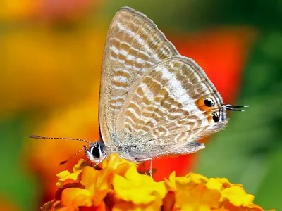 Lampides boeticus