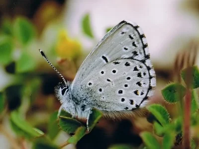 Pseudophilotes panoptes