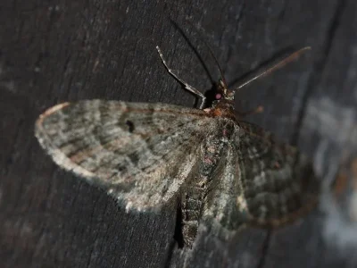 Eupithecia lariciata