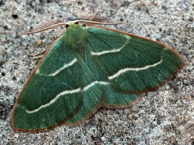 Hylaea fasciaria