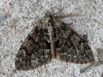 Thera variata