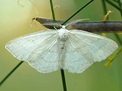 Cabera pusaria