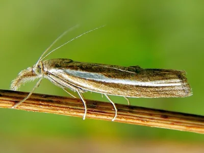 Agriphila selasella