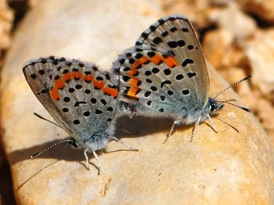 Pseudophilotes bavius