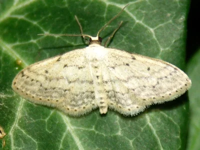 Idaea seriata