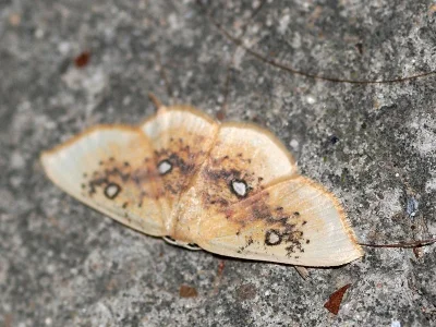Cyclophora (Cyclophora) albiocellaria