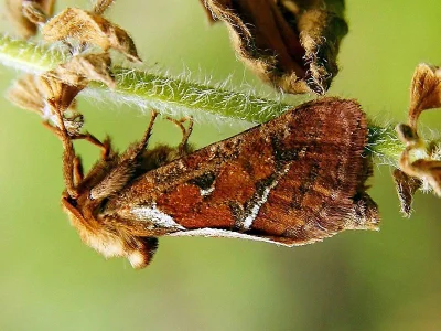 Triodia sylvina