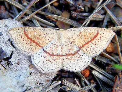 Cyclophora (Codonia) punctaria