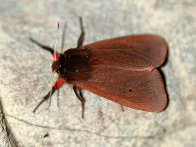 Phragmatobia fuliginosa