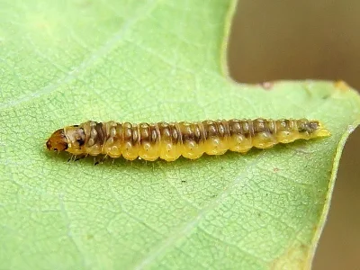 Ancylis mitterbacheriana