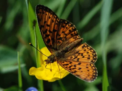 Boloria (Clossiana) selene
