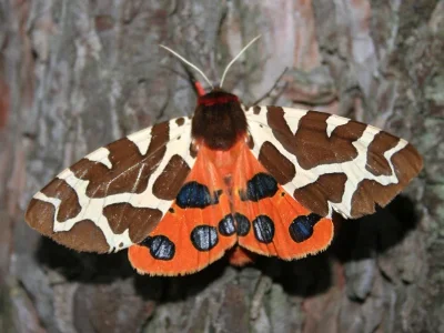 Arctia caja