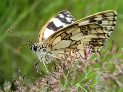 Melanargia (Melanargia) galathea